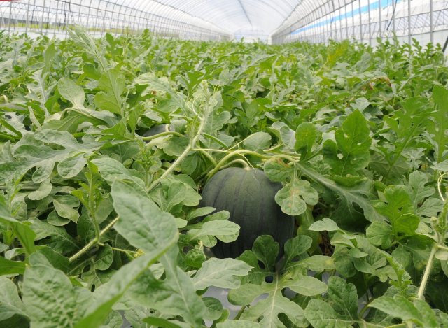 黒こだますいか　畑