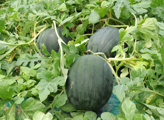 圃場に生る黒こだますいか