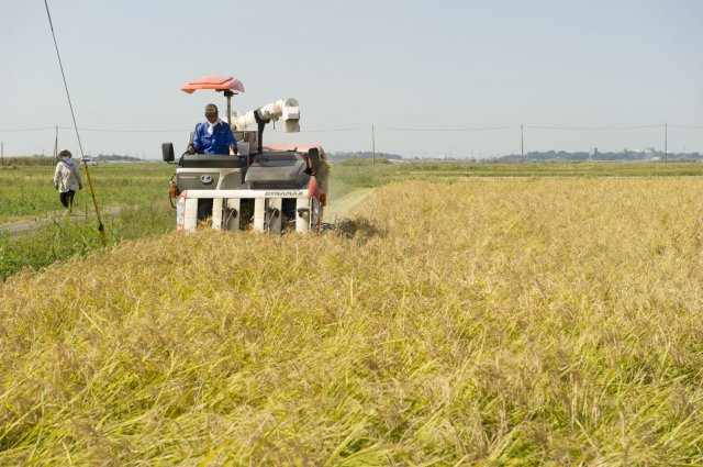 横田農場　稲刈りの様子