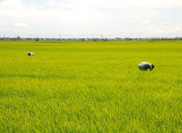 横田農場　草取りの様子
