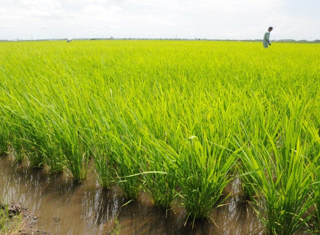 横田農場の田んぼ