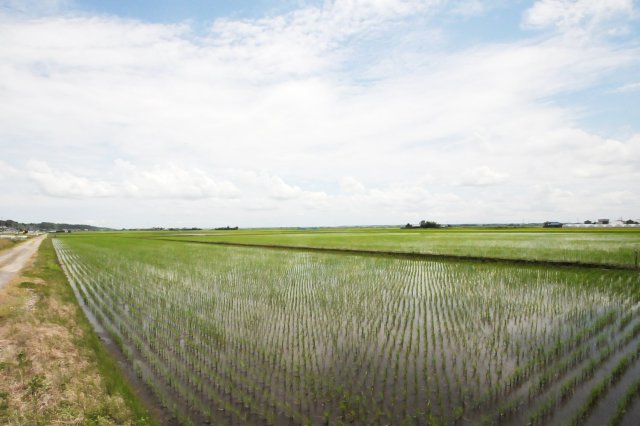 横田農場の田んぼ