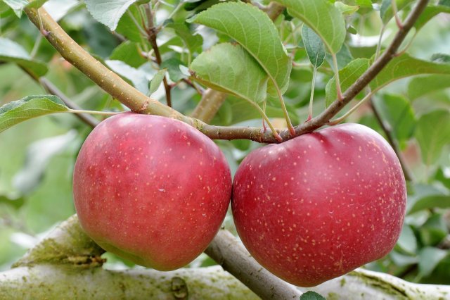 樹上で完熟させる