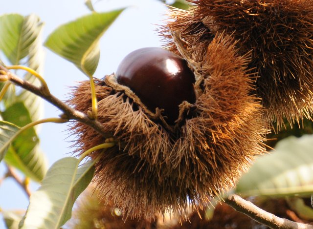 1つのイガに1つの実を目標としている