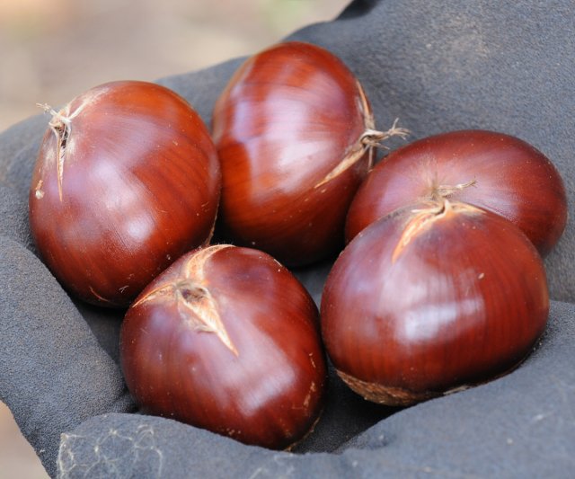 貯蔵前は「飯沼栗」の名は付かない