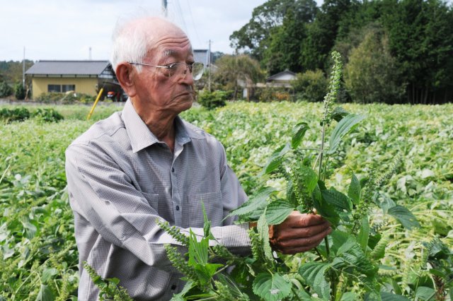えごま畑と小泉さん