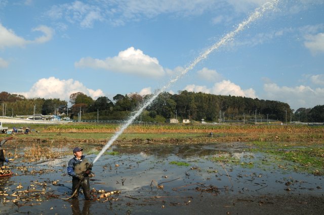 れんこんの掘り取り