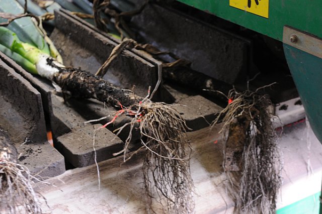 ねぎをカットする機械