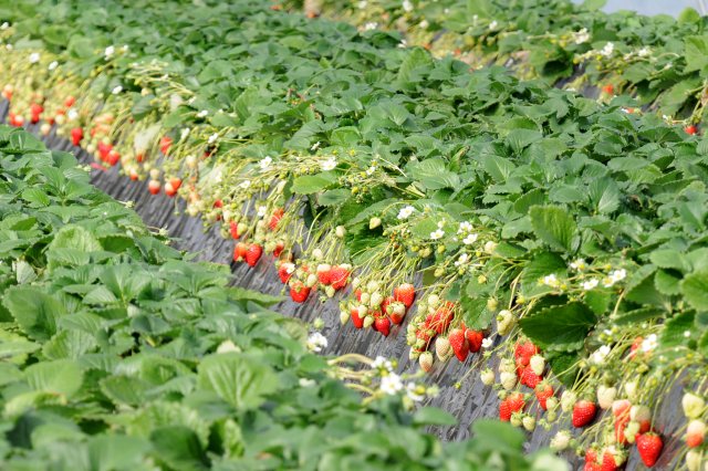 藤枝いちご園の圃場