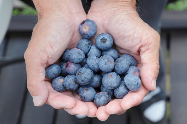 大粒のブルーベリー