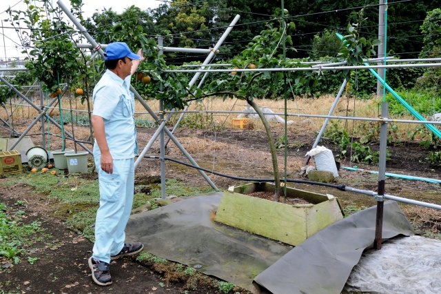 恵水の根圏制御 盛土式試験栽培