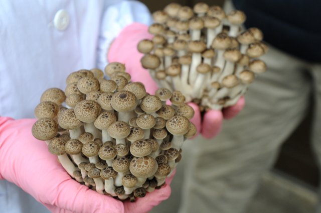 元気でピンピン！きのこが“立って”いる。