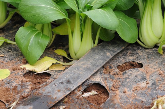 この細長いホースから霧状に水が出る。