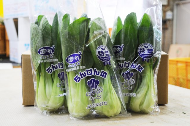 JAなめがたしおさい ちんげん菜部会のチンゲンサイ