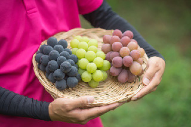 常陸太田のぶどう3種