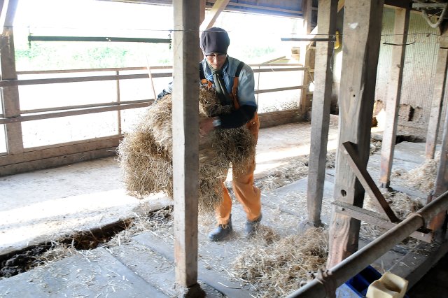 牛の寝床の藁をまく