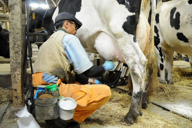 乳しぼりをする上野さん