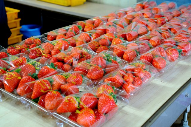 直売のイチゴ