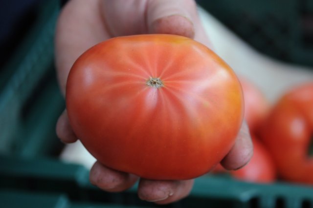 白い線が放射状に出ているものがおいしい