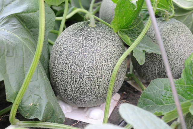圃場のタカミメロン