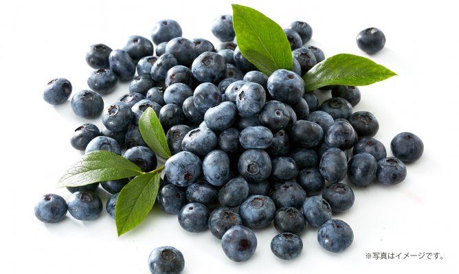 第469回プレゼント企画 つくばブルーベリーゆうファーム【フレッシュブルーベリー】