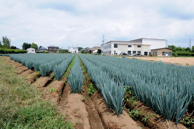 関城ねぎ畑