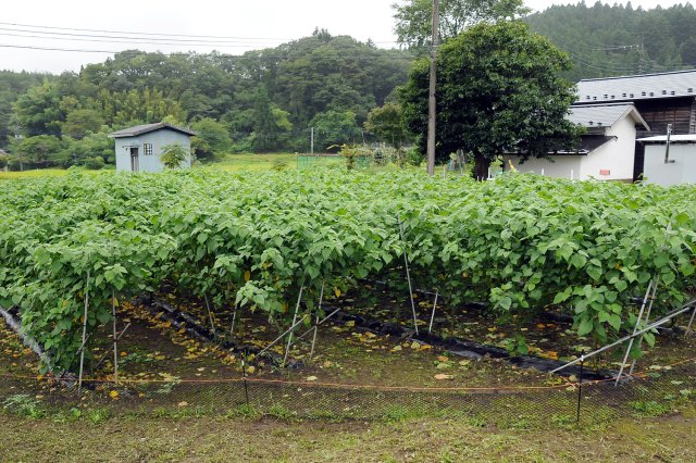 高萩ほおずきの畑
