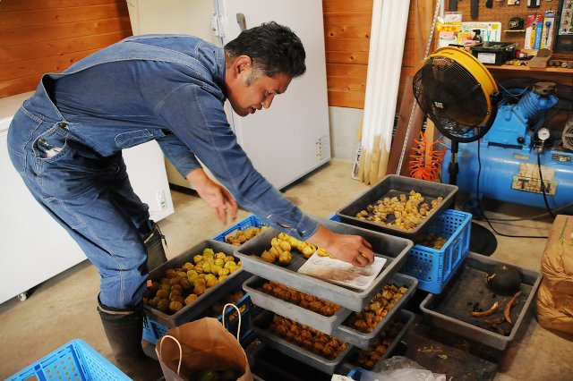 作業中の笹川さん