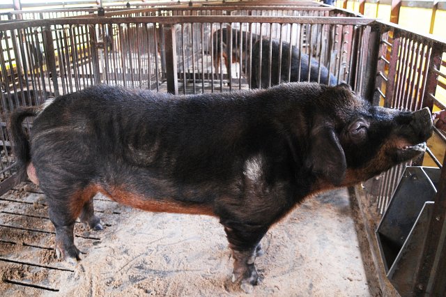 常陸の輝きの父親(デュロック種系統豚「ローズD-1」)