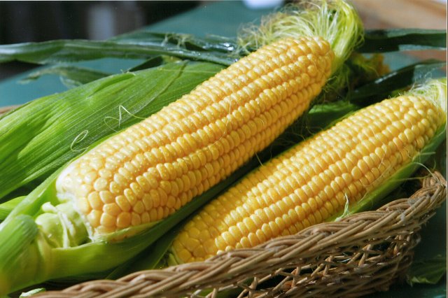 野菜工房木村のとうもろこし