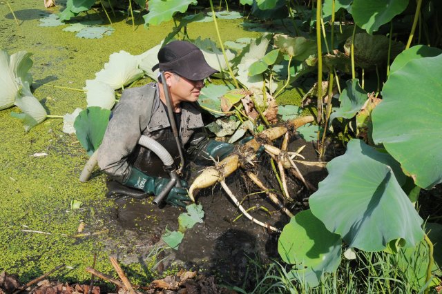 れんこんを傷つけないよう「水掘り」で収穫する