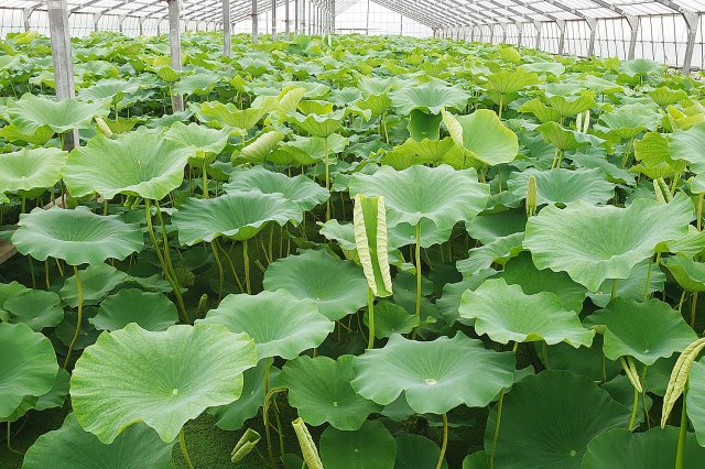 大型ハウス内のれんこん
