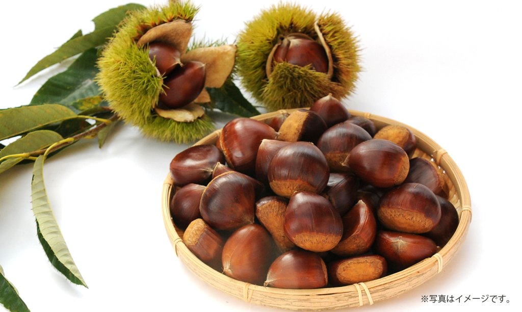 第550回プレゼント企画　ふかさわ農園(農工房ふかさわ)【氷蔵熟成栗　 2品種】