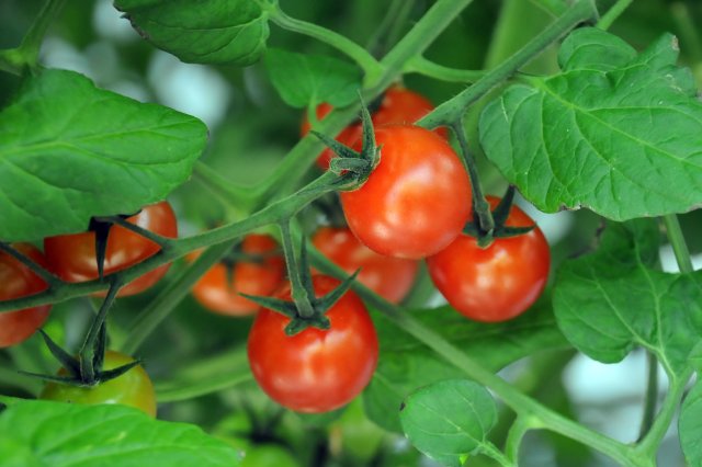 北茨城ファームの高糖度ミニトマト