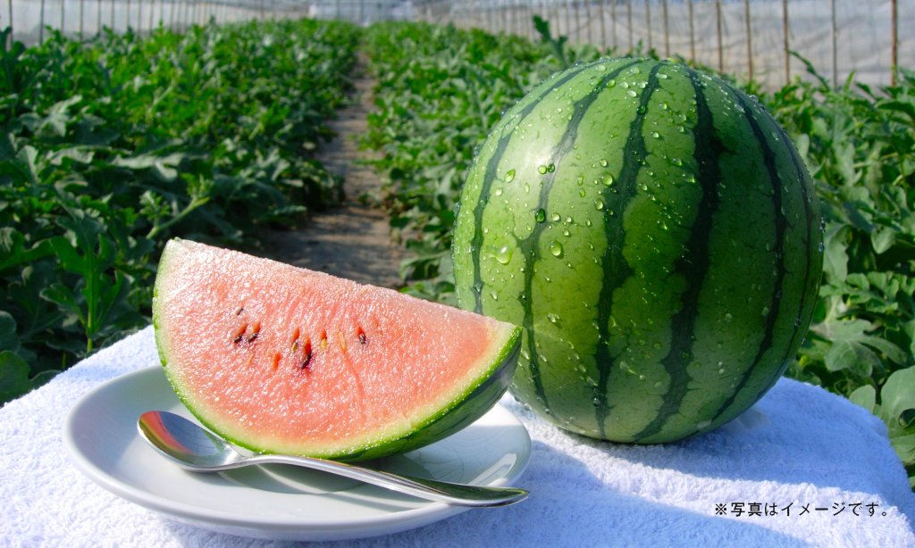 第534回プレゼント企画  シャリ感抜群！皮の際まで甘い！【こだますいか】