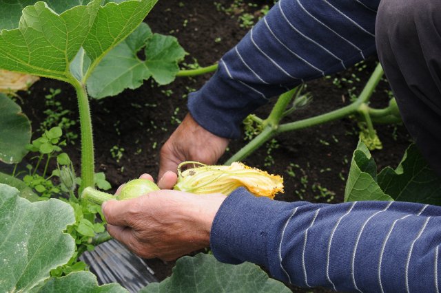 摘果作業の様子