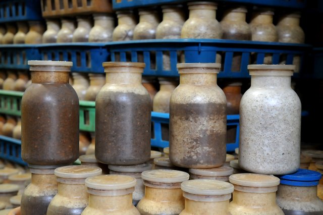 左から順に培地に菌が周っていく様子。完全に菌が周ると真っ白になる。