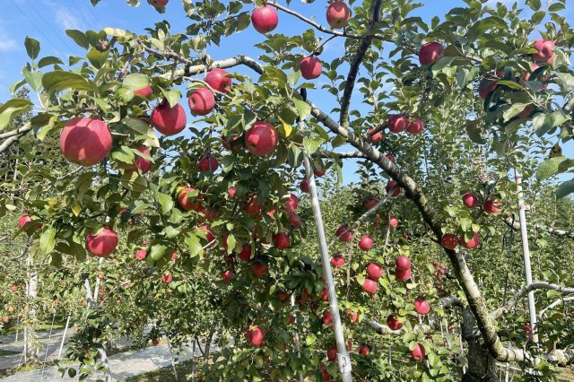 むとうリンゴ園のりんごの樹