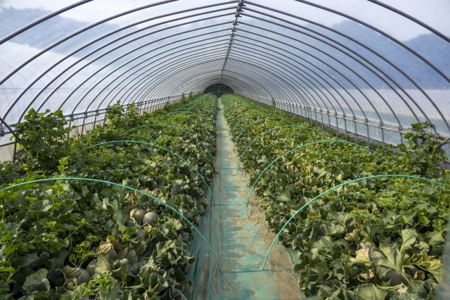 美しく整えられたハウス内部