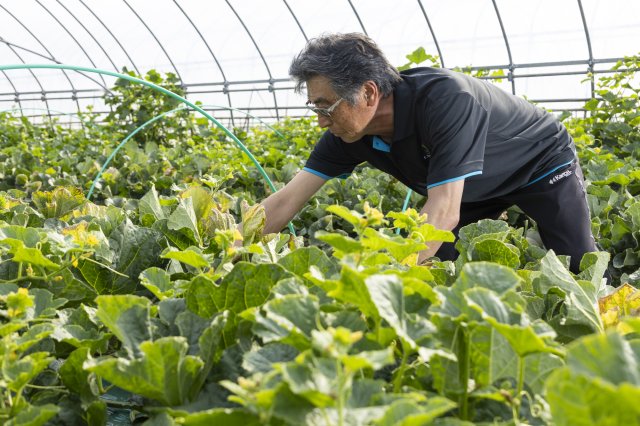 一つひとつのメロンの様子をチェック