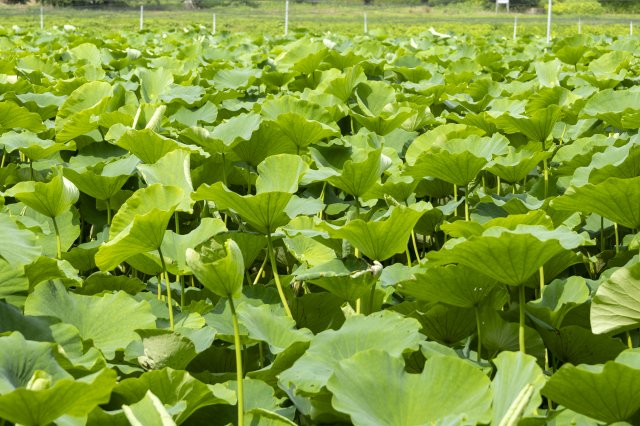 藤井農園のハス田
