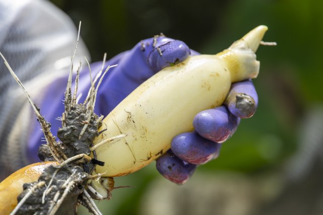 白色が美しい掘りたての新物ひたちたから