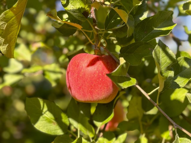 三村観光りんご園では、りんご狩りは10月から受付予定