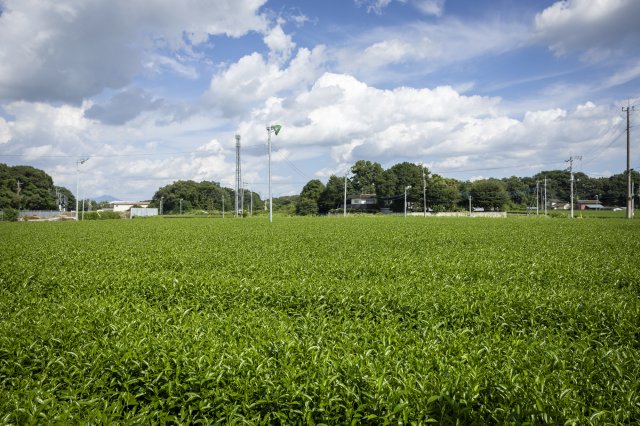 茶畑の土づくりは有機肥料に絞って施肥を行っている