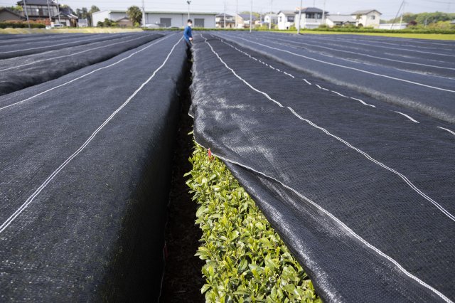 遮光ネットを張ることで葉緑体が多くなり緑色が濃くなる