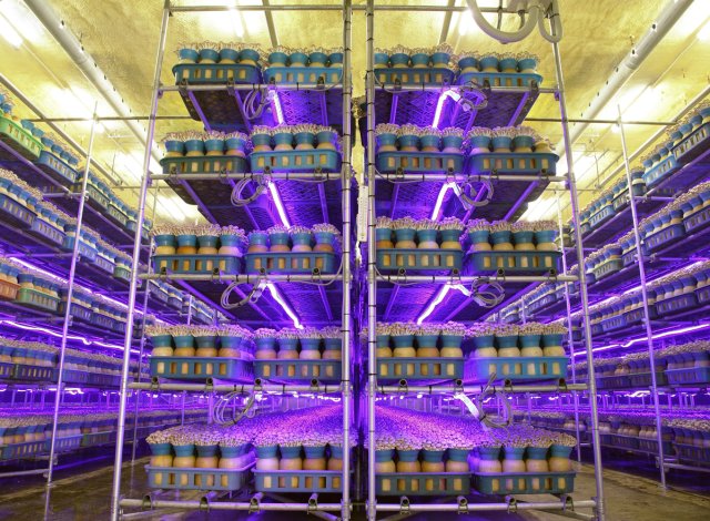 ブナシメジ生産工場