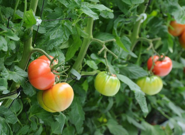 樹になるスーパーフルーツトマト