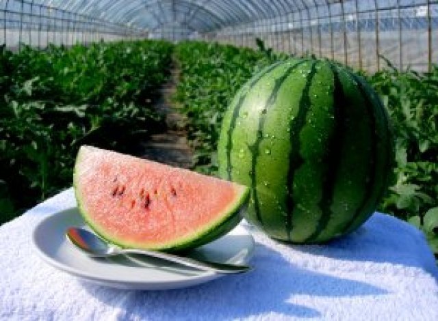 こだますいかと断面