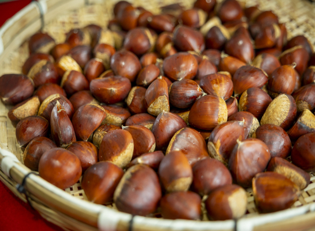 焼栗 愛宕山 特選 箱