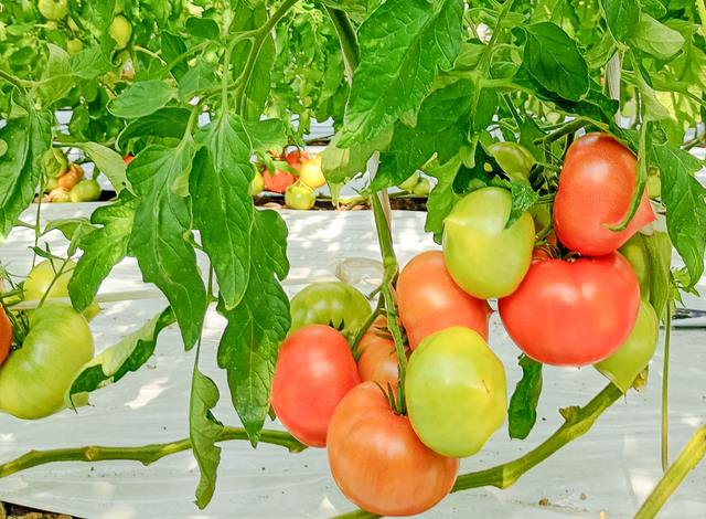 レディーファースト